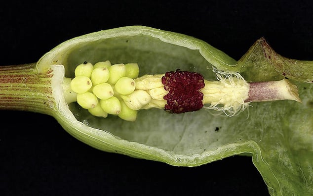 Das „Blue-Sky-Luxushotel“ am Waldesboden. Feinstrukturen und Bestäuber im Blütenstand des gefleckten Aronstabs (Arum maculatum L.).