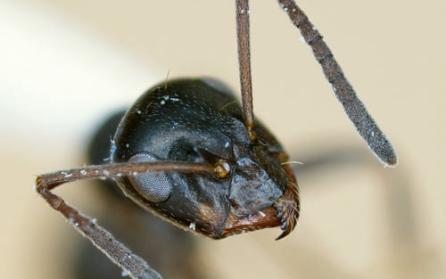 Die Ameisenfauna der Hannoverschen Moorgeest