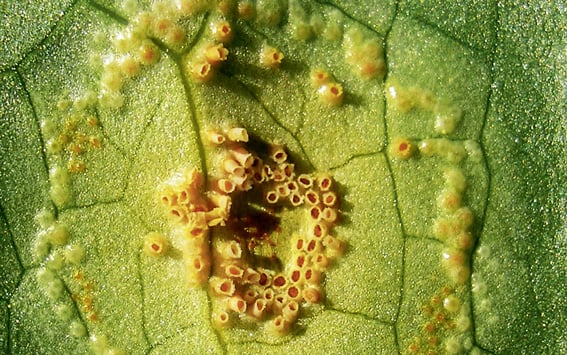 Phytoparasitische Kleinpilze in geophytenreichen Pflanzenbeständen im Stadtwald Eilenriede, Hannover