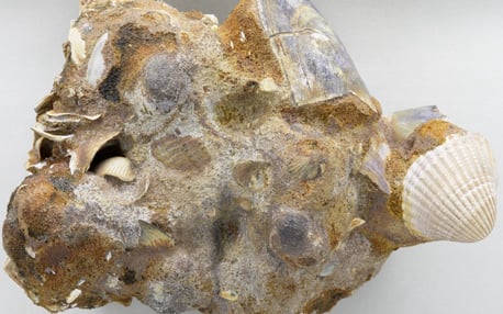 Eisenkernkonkretionen aus dem Gezeitenbereich der Nordsee