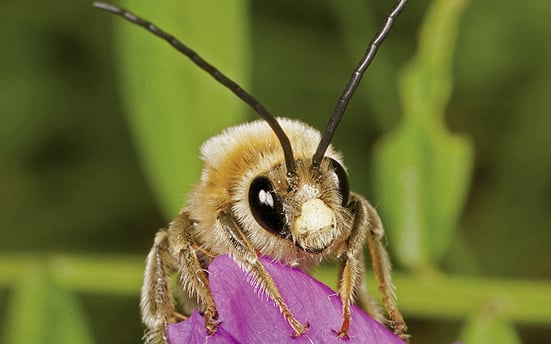 Resolution zum Schutz der niedersächsischen Stechimmen, insbesondere der Wildbienen
