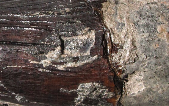 Plesiosaurier-Funde aus dem Mittleren Jura von Hildesheim