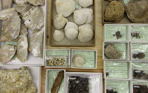 Die Oligozän-Sammlung Harms des Landesmuseums Hannover. Ein Tauchgang durch die Ur-Nordsee.