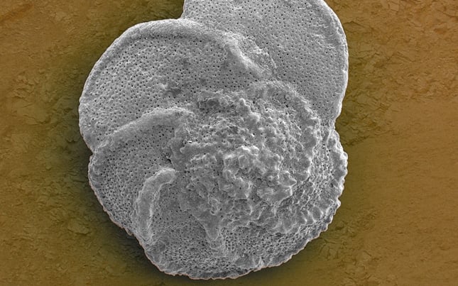 Die Unter- bis Oberkreide (Albium – Turonium) Schichtenfolge im östlichen Stadtgebiet Hannovers (Misburg und Kirchrode)