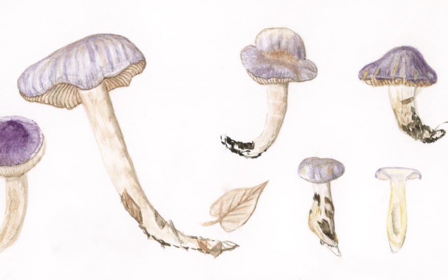 Pilze und Pflanzen der Umgebung des Hirschkopfs bei Springe im Deister (Südniedersachsen)