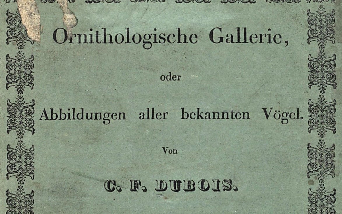 Eine Studie zu „Ornithologische Gallerie“ von Charles Frédéric Dubois und das Publikationsdatum der Gelbschnabelente (Anas undulata)